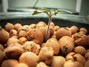 Tomato seedling started in clay hydroponic medium