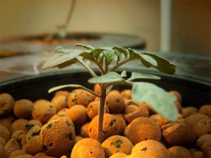 Tomato seedlings in clay hydroponic medium
