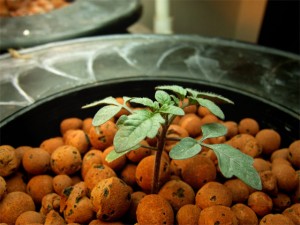 Tomato seedling started in clay hydroponic medium