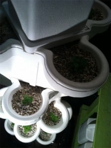 basil2012_2
