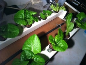 greenleaf2012_2
