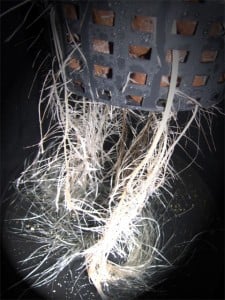 rootss