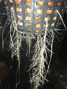 tom_roots