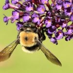 bumble bee on purple flower