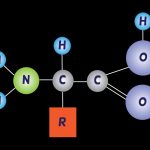 amino acids diagram chart