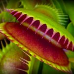 venus fly trap up close