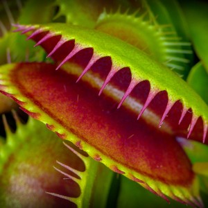 Mark Freeth Venus Fly Trap