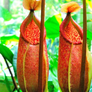 Mike Carbonaro Pitcher Plant