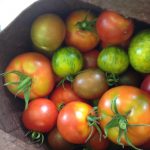 tomatoes in a grow bag