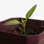plant growing inside of pot