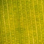 Stomata in the plant leaf