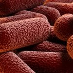 Stack of red rod-shaped bacteria