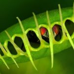 Venus flytrap