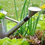 water bucket inside of smart garden