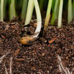 Creating and Maintaining Healthy Soils