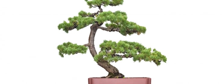The Art of Bonsai - Age Old