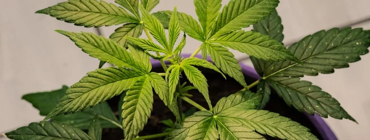 Starting Off Right: A Guide to Feeding Cannabis in the Vegetative State -  Age Old